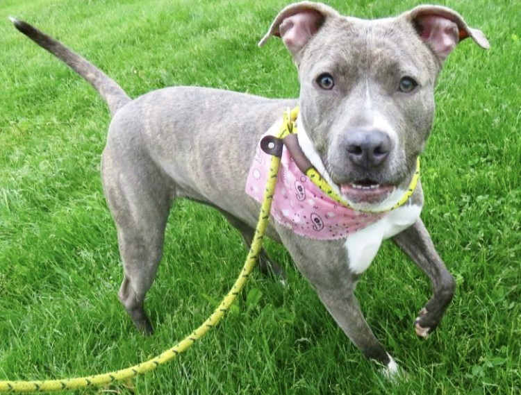 CapitalCityMall's tweet photo. Join Patchouli and the rest of her furry friends from @HumaneHBG, @SperanzaStrong, and @PABoxers  for a day filled with fun at our Pawject Runway #AdoptionEvent &amp; #FashionShow on Sat, July 13 from 10 AM - 4 PM! More information at https://t.co/OMfNtpjNFw.  🐾🐾🐾 https://t.co/ddGaDICOjH