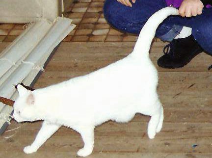 DOPOJeff's tweet photo. This is I-Chiya, my daughter's cat. She was a beautiful animal and nice to everyone but me. I don't know why - I am an inveterate cat lover -- we have two right now. She once bit clear through the flesh between my thumb and forefinger and ripped a hole in my leather jacket. https://t.co/ix8aRRbbMo