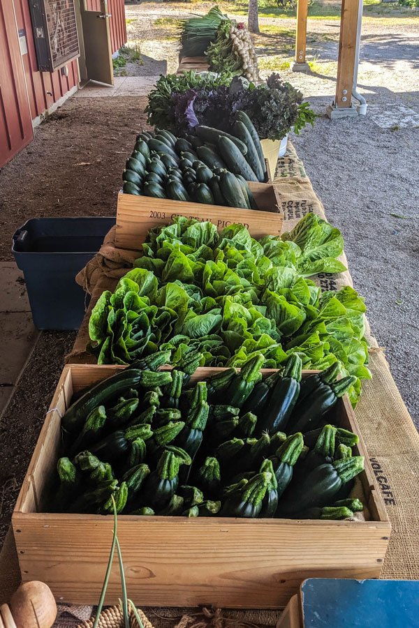 diversivore's tweet photo. I've got pictures of this week's CSA goodies coming soon as part of my #inmyCSAbox feature, but for now I thought I'd share a picture of the table that waits for me when I go to pick up my amazing local produce at @sharingfarm. #halfyourplate #bcfresh #agriculture #farming https://t.co/skaZyiySLY