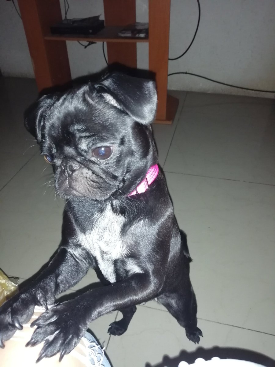 ARIRAYAS1's tweet photo. @CuentameloYaOf 
#MiPerroEnCuentamelo  #DiaMundialDelPerro
#Cuentameloya

LUNA 🤗❤️🐾 https://t.co/BGSHy5EpQH