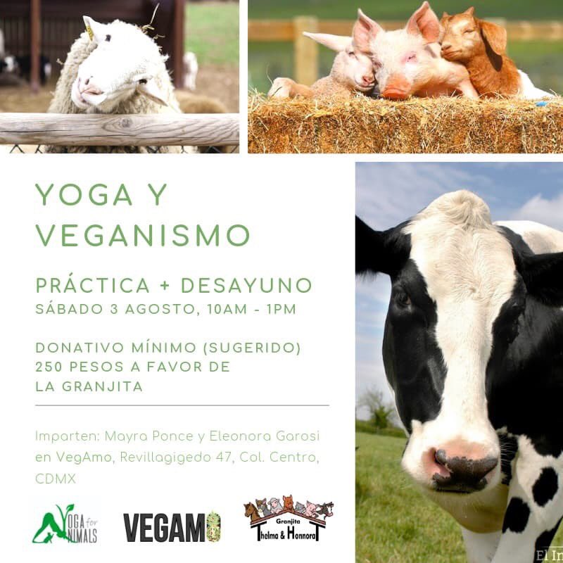 GranjitaTyH's tweet photo. #YogaForAnimals, @vegamomx y #GranjitaTyH te invitamos al taller teórico-práctico sobre Yoga y Veganismo, seguido de un delicioso desayuno (saben que #Vegamo es garantía de ello 😉).
El taller estará a cargo de Eleonora Garosi junto con Mayra ॐ
¡Allá nos vemos! #CulturaMásAnimal https://t.co/M6DJqne6wc
