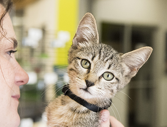 petcolove's tweet photo. Are you a new foster parent? Check out these helpful #foster tips from our friends at @MaddiesFund: https://t.co/NSXeS3Ef8U. #ThankstoMaddie #MyFirstFoster https://t.co/HA8qmirWCy