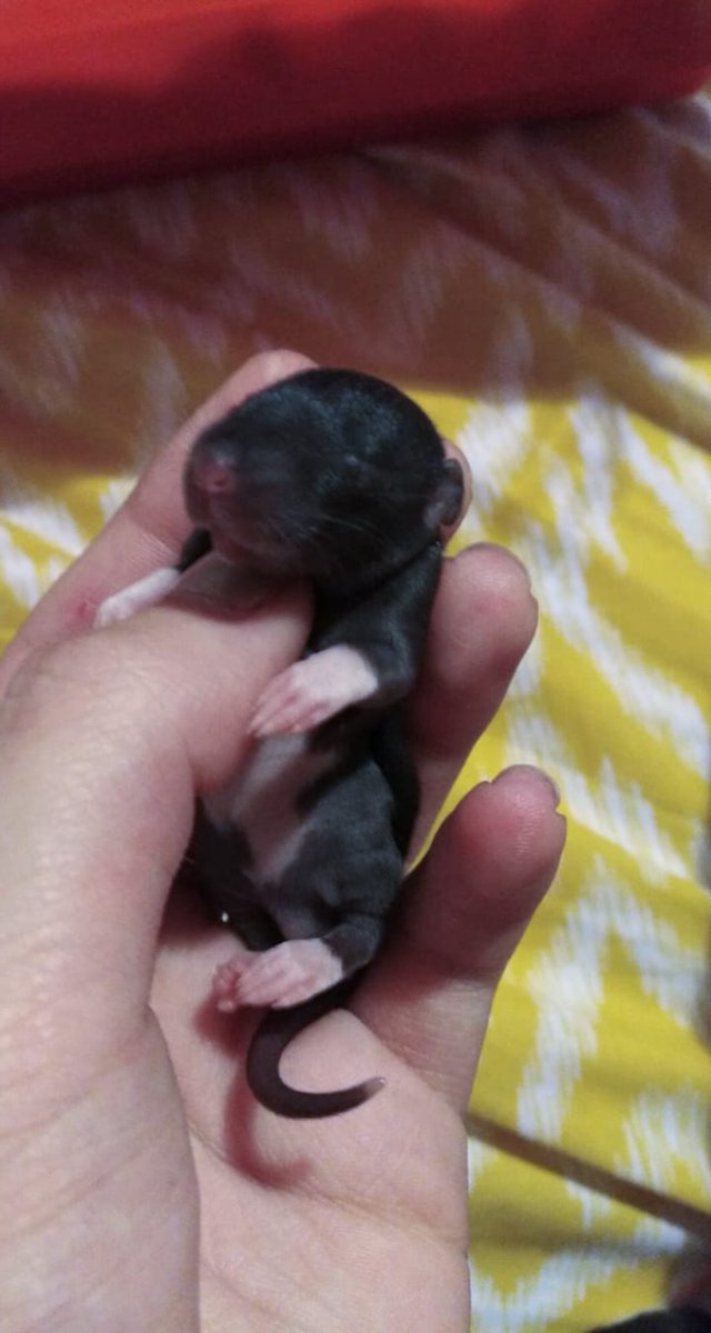 Estas ratitas buscan hogar. Porfa, digundid y compartir para que puedan encontrar casa. 

Interesados MD