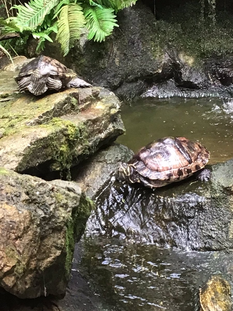 QuayEYFS's tweet image. Bugtopia Part 2.  Walking through the jungle trail 🦂🦎🐍🐌  Such a wonderful way of learning #eyesofwonder #whatcanyousee #ispyachattyparrot @QuayVP @QuayHead @QSenco