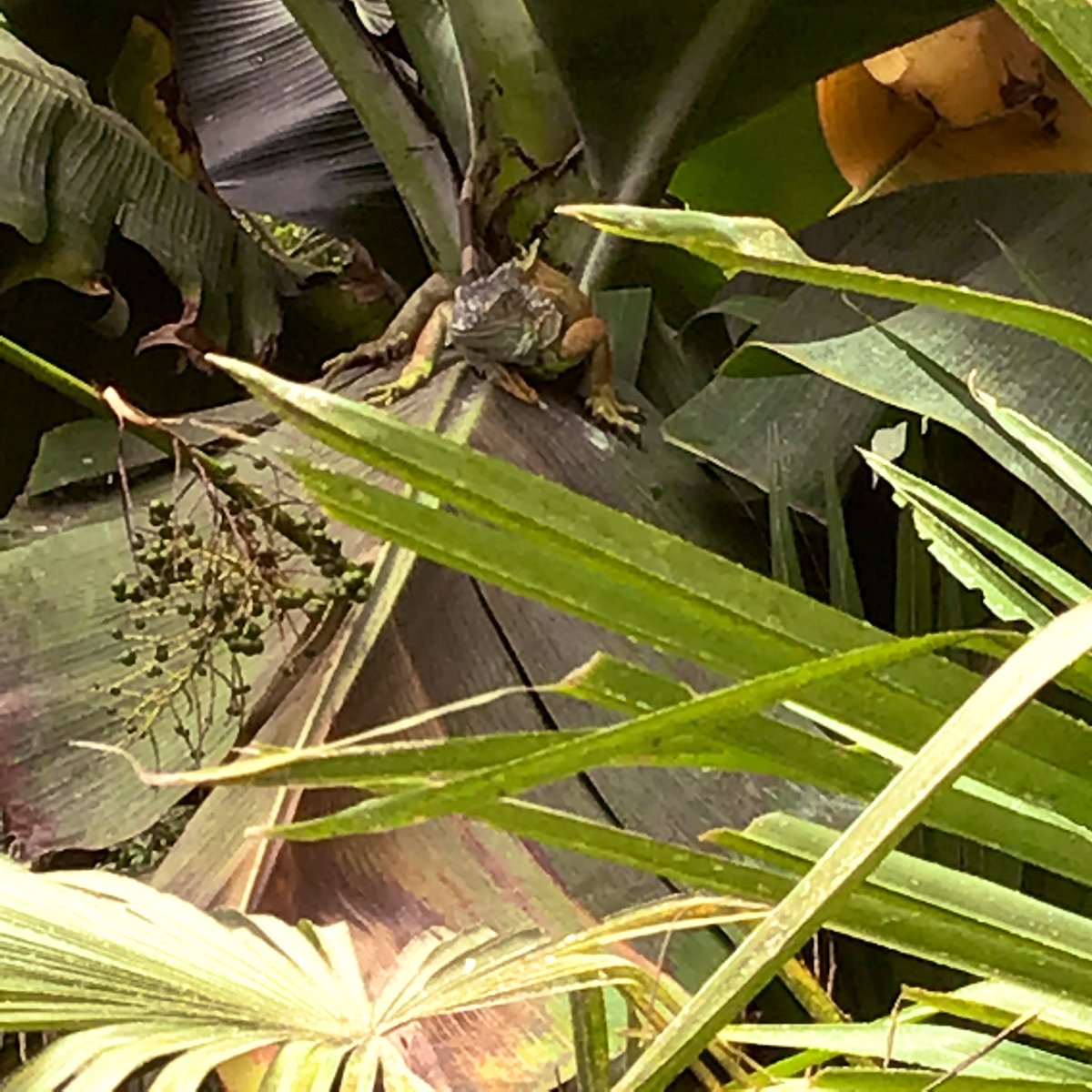 QuayEYFS's tweet image. Bugtopia Part 2.  Walking through the jungle trail 🦂🦎🐍🐌  Such a wonderful way of learning #eyesofwonder #whatcanyousee #ispyachattyparrot @QuayVP @QuayHead @QSenco