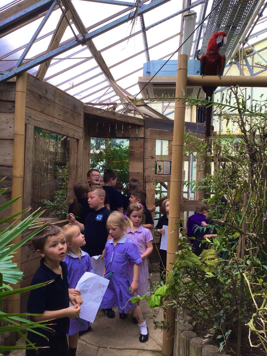 QuayEYFS's tweet image. Bugtopia Part 2.  Walking through the jungle trail 🦂🦎🐍🐌  Such a wonderful way of learning #eyesofwonder #whatcanyousee #ispyachattyparrot @QuayVP @QuayHead @QSenco