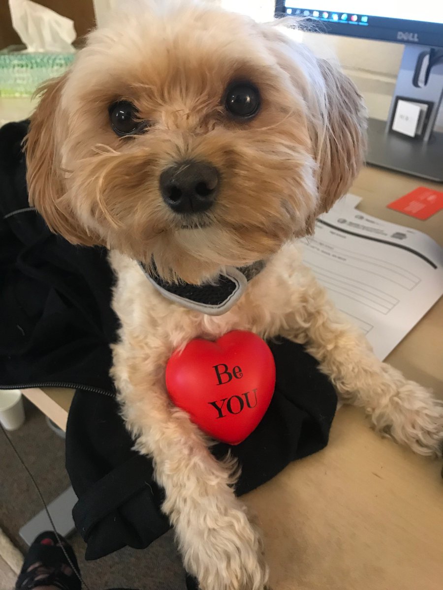 Ms. Brewer's dog Toby!