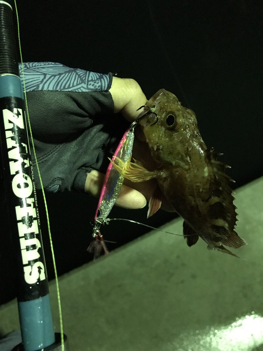 namatamanama's tweet photo. 流行りの○○ングって言葉が好きじゃないんで30lbリーダーで20gのメタルぶん投げて底物からアジまでカバーする夜。
🕺🕺🕺 🙏( ˘ω˘ )
#根魚通信 #カサゴ #アジ #モンジグ #monkeymagic #metaljig
#suilowz #quadfishingtools #GCdominator #gc57m #abugarcia #powershooter https://t.co/ei7UXy6MDv