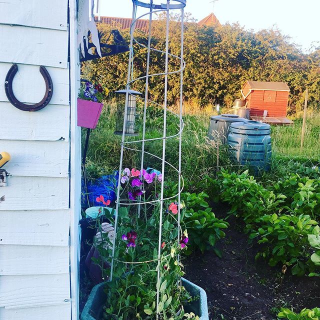 📷of the day from homefarmapp. Yes, everything is lovely. Thanks Emma in Leighton Buzzard for sharing with us. 
Lovely allotment life. 
#allotment #allotmentlife #gardening #growingfood #instagardening ift.tt/30bSwO7