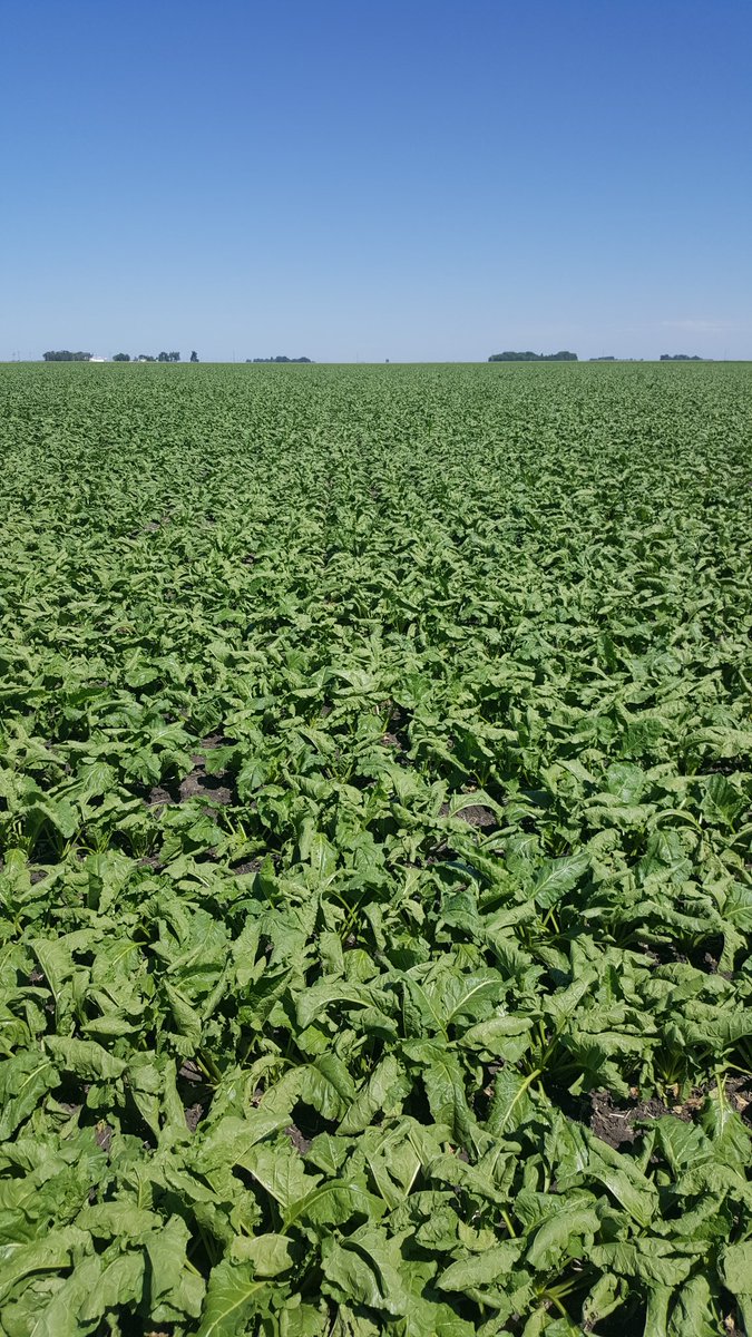 CurtisJKnutson's tweet photo. Row closure by the fourth. A standard I have looked for all 61 years. https://t.co/xFADI5o5dN
