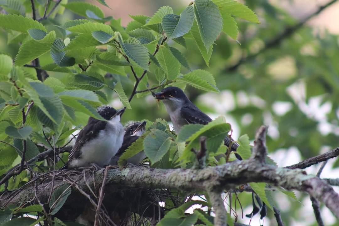 lisagerbec's tweet photo. Kingbirds @clevemetroparks https://t.co/2QCVrGwBhL