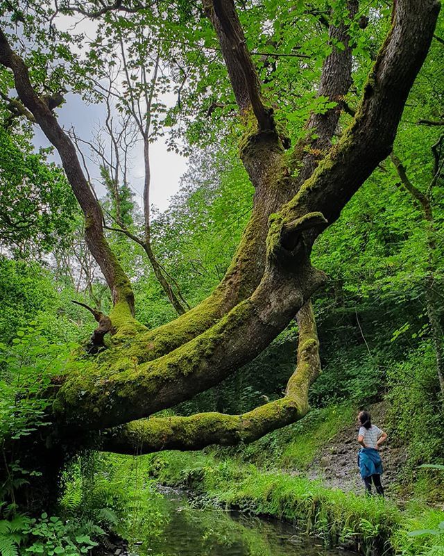 ali_tones's tweet photo. Yuka pondering trees 🤔🌳 #tree https://t.co/eIz9Hh4GMU https://t.co/C9fePcYQXk