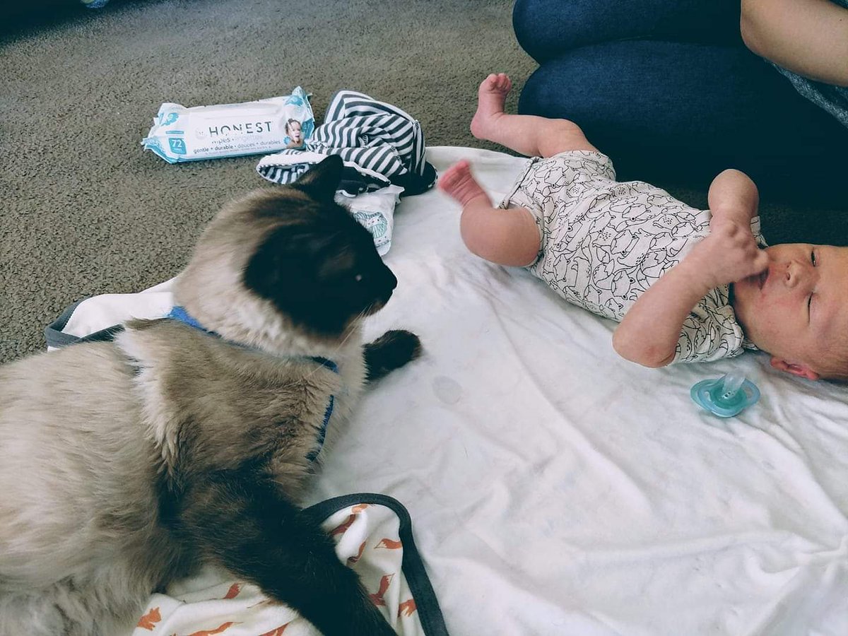 SoCaSiameseResc's tweet photo. #adoptme Claudius Good with kids and dogs, no other cats please. #sealpoint #siamesecat For more information go to our website https://t.co/F9bcvtJZdr https://t.co/1TMHXhydSo