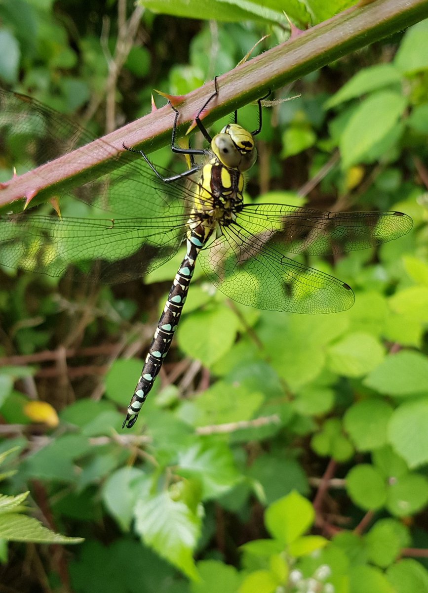 redsquirrel57's tweet photo. Camera phones are great! #galaxy8plus #Dragonfly @Britnatureguide #NaturePhotography #nature https://t.co/WQQ43IjjMY