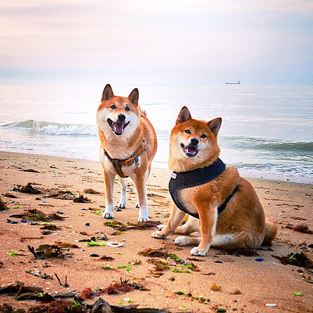 shopshiba's tweet photo. https://t.co/Mx0jp2fsUj