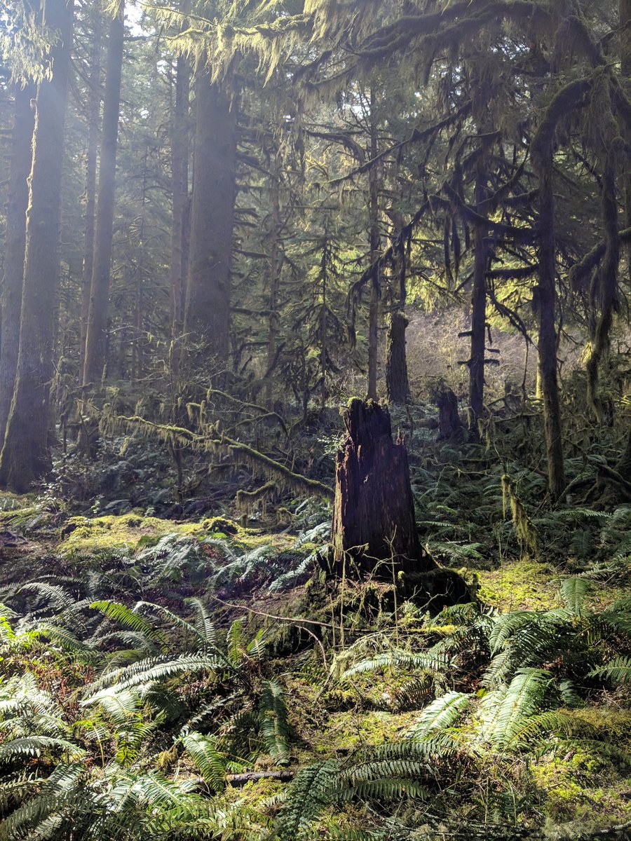 PortlandStumps's tweet photo. A beautiful stump out in the Oregon wilderness #portlandstumps #mlbtopdx #Portland #portlanddiamondproject https://t.co/KesQa2hgqn