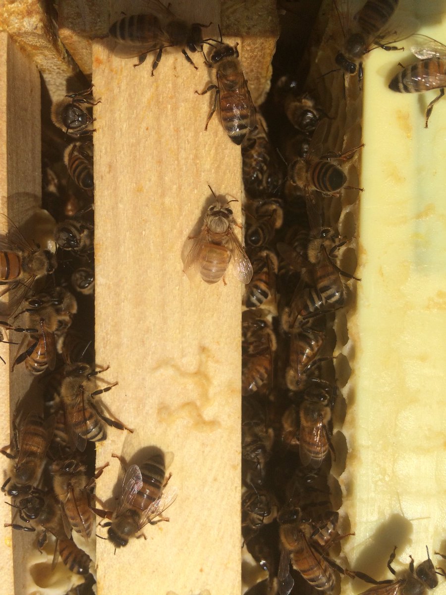AllisonCates25's tweet photo. Loved sharing about my bees with a dear friend 😍 https://t.co/8qcCg70dlE