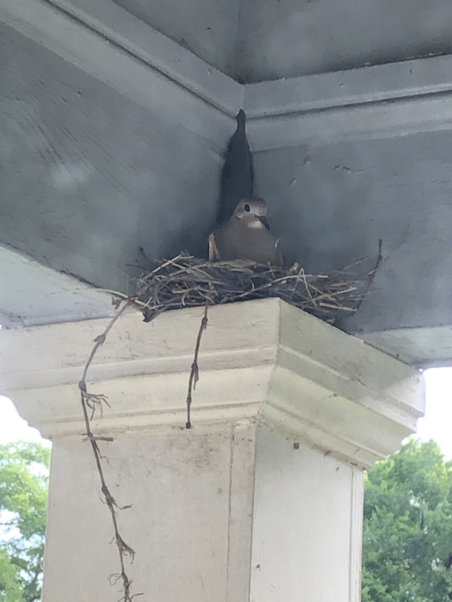 AFSPchristopher's tweet image. I am so amazed that she is not fearful. Not moving but looking. She Definitely has a mission. #gomom @dove #grace