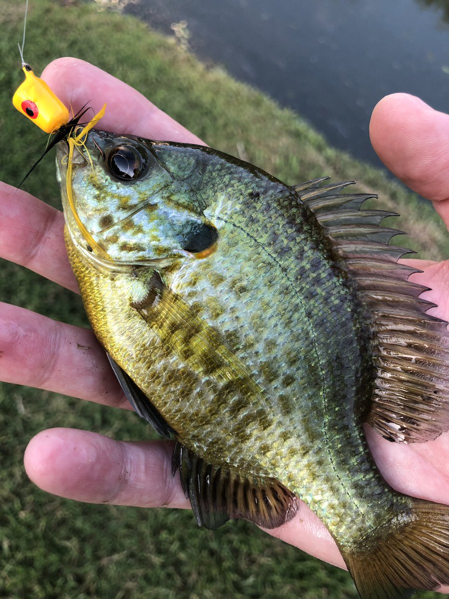 OsbornOutdoors's tweet photo. First fish on a fly rod! Never has such a small fish felt like such an accomplishment.
 #flyfishing #sunfish https://t.co/SiDwOexvWy