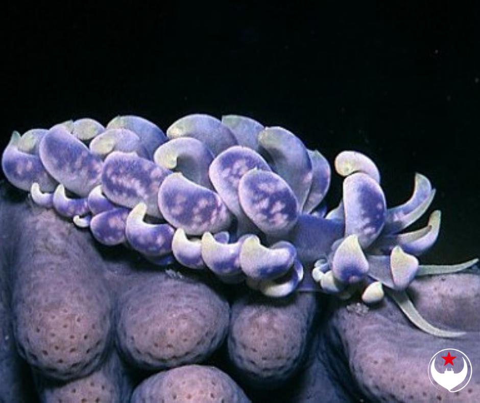 ScubaReps's tweet image. 🔻🔻🔻🔻 #NUDITUESDAY 🔻🔻🔻🔻

When attacked Phyllodesmium magnus drop one of their cerata (bubble-like appendages) like a lizard drops its tail. The cerata continue to wriggle around vigorously causing their attacker's to be distracted. The nudi escapes. #nudi #scuba #komodo