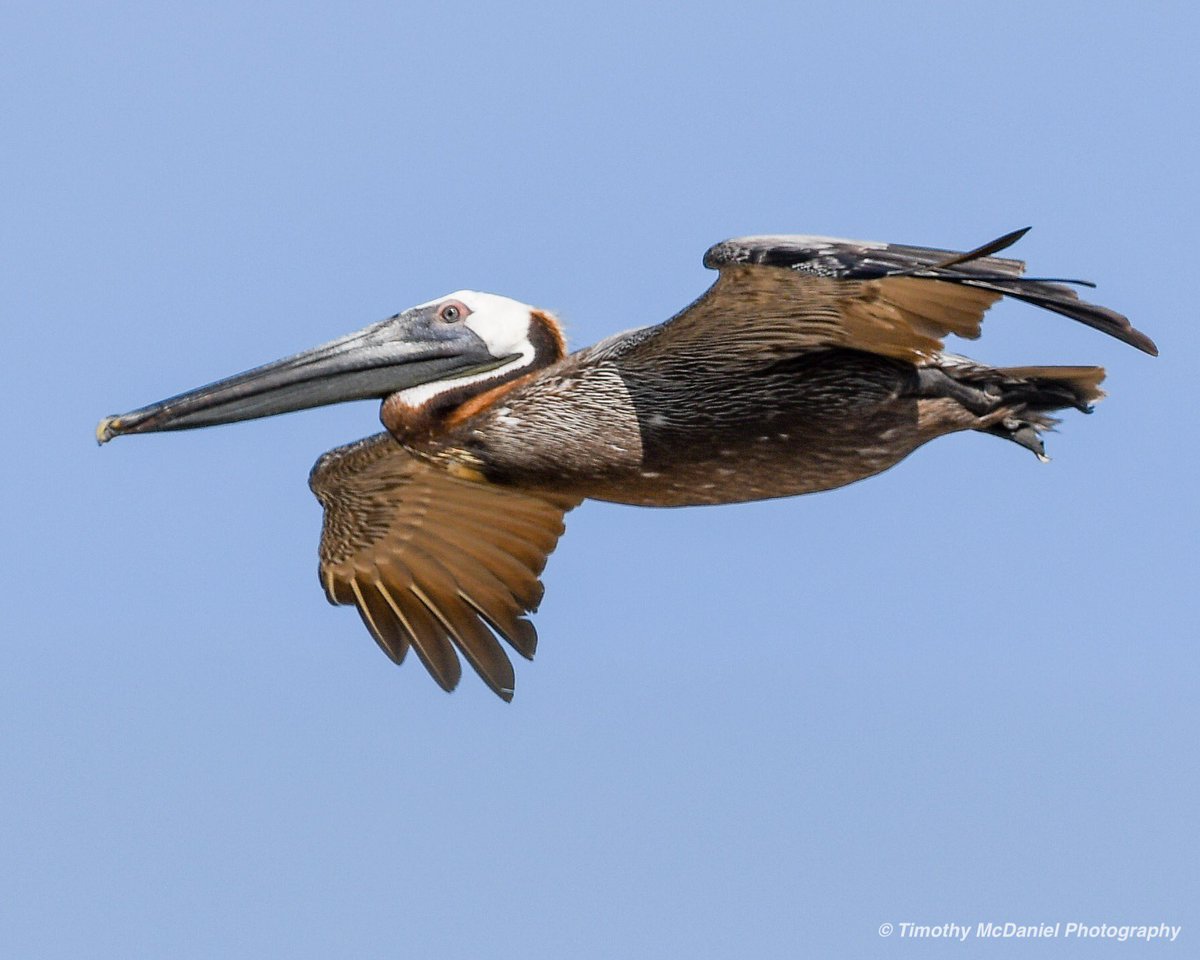 Pelican flyby

Camera: Nikon D500
Lens: Tamron SP 150-600 G2

#tamronusa #tamron150600mm #withmytamron #nikon #nikond500 #nikonusa #nikonnofilter #pelican #bird #nature #photooftheday #beach #sandbridgebeach #photography