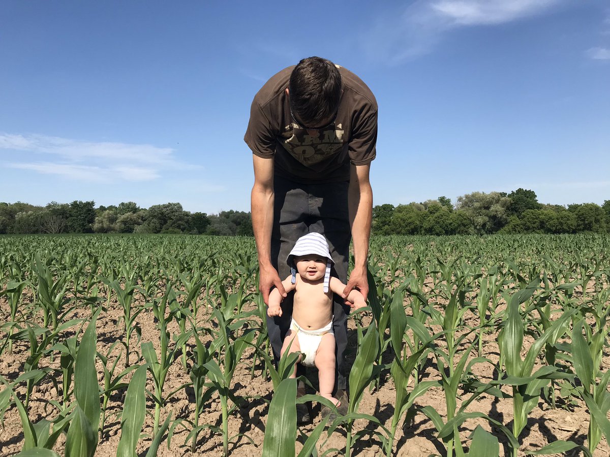 AmyYantzi's tweet photo. Knee high by the first of July 🌽 
#agmorethanever https://t.co/ntCYOYq0sb