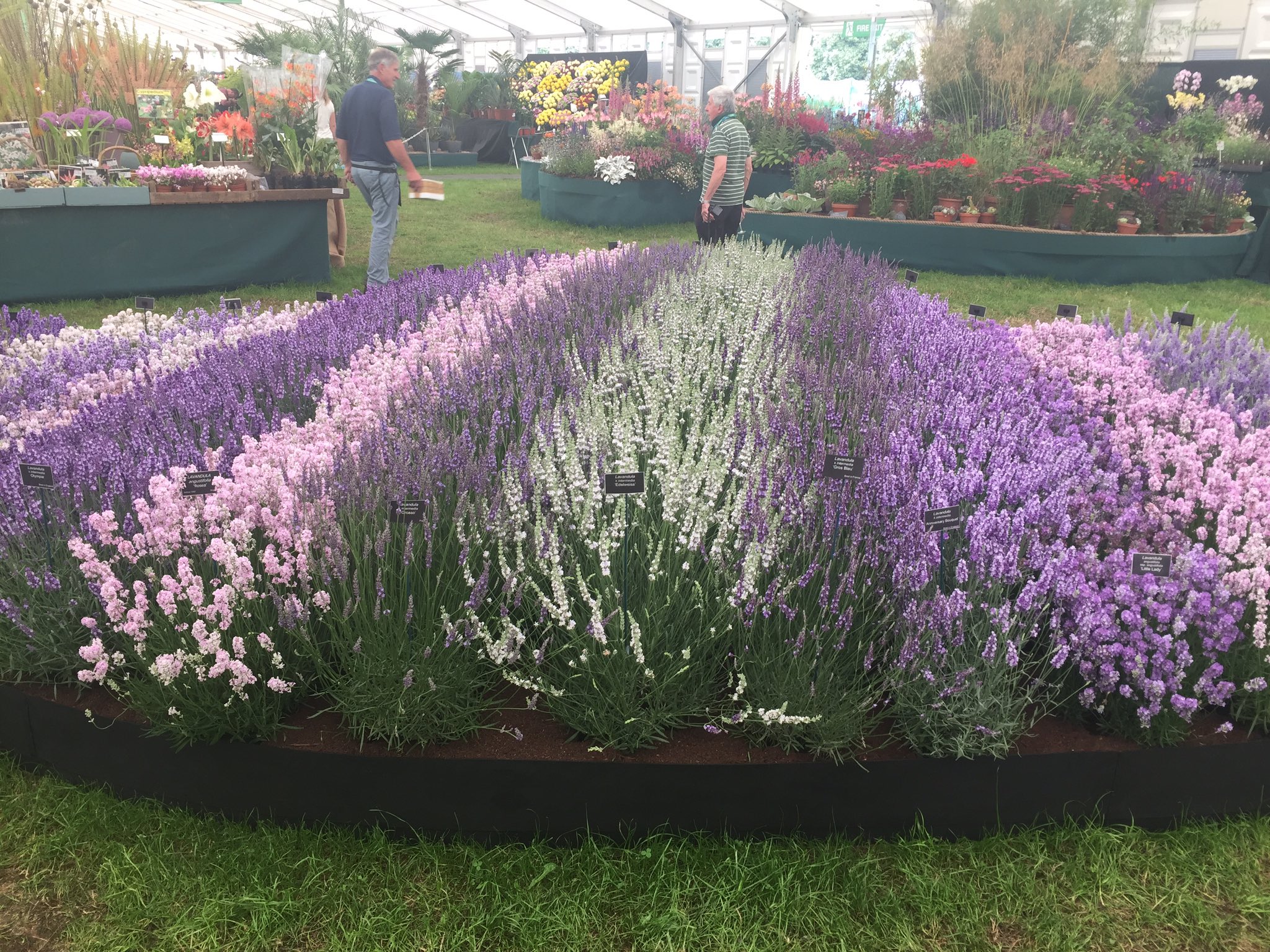 Api Cultural On Twitter Checkout These Lavenders From Downderryuk At This Weeks Rhs Hamptorn Court Flower Show In The Floral Marquis They Have The Two Most Attractive Varieties For Bees According To Lasibee Research On Sale Gross Bleu And