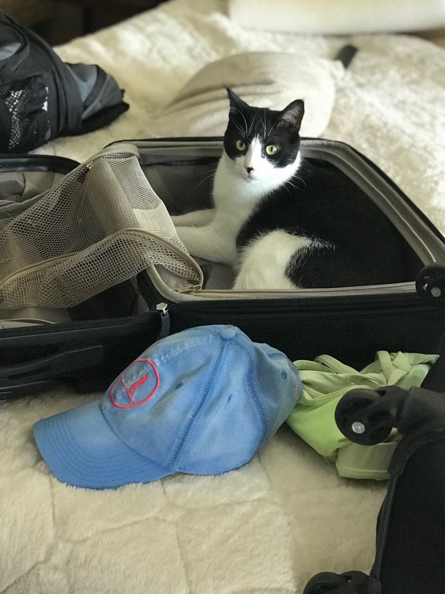 NellOnWheels's tweet photo. Tito wants to GO!!! He loves a good suitcase!! #catlife #whereschip #letsgo https://t.co/fFPy6fhi8T