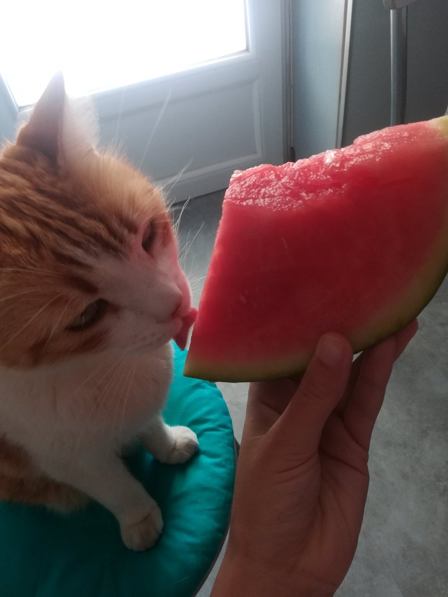mellowi_lt's tweet photo. @VodKirl Mes deux chats dont l'un est plus photogénique que l'autre qui bigle 😅 mais je les aimes énormément https://t.co/sU25IjUYSi
