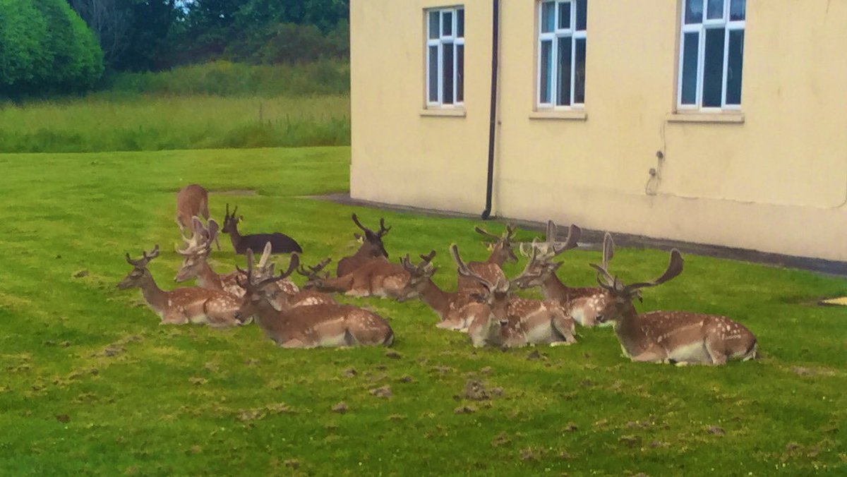 Ger O Dea tweet media