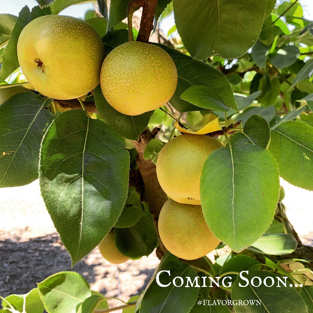 We are only two weeks away from starting the harvest of our Asian Pears! 
.
.
.
#asianpear #flavorgrown #daykahackett #kozifarming #crunch #crunchysnack #harvest #tastethedifference #fruit #healthysnacks #pears