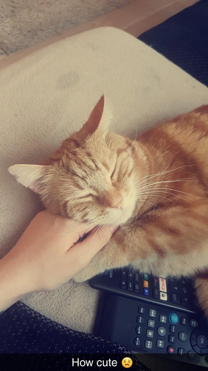 Billy has been missing since Friday 28th June, Halewood area, he's a very timid cat, also microchipped. Please contact Jessica on Instagram instagram.com/jesspolefitness thank you