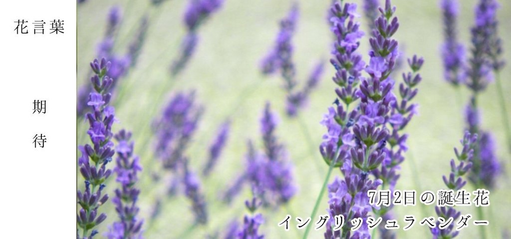 花キューピット I879 Com 公式 בטוויטר 7月2日の誕生花 イングリッシュラベンダー お誕生日の方 おめでとうございます 花言葉 は 期待 豊かな香りが特徴 あなたはこんな人 こわいもの知らず 同じ誕生日の有名人 西川きよし T Co 花キューピット I879 Com 公式 בטוויטר 7月2日の誕生花 イングリッシュラベンダー お誕生日の方 おめでとうございます 花言葉 は 期待 豊かな香りが特徴 あなたはこんな人 こわいもの知らず 同じ誕生日の有名人 西川きよし T Co