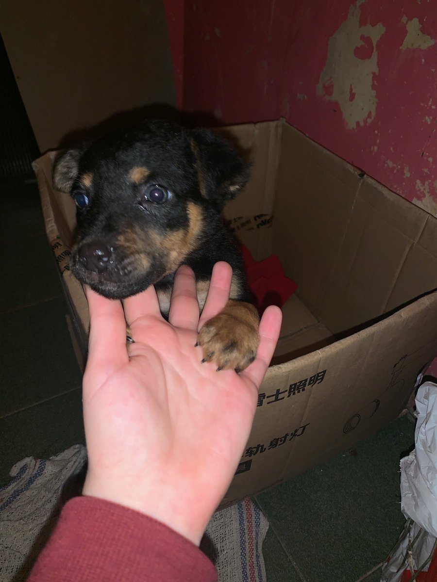 belccorrea's tweet photo. NECESITO ENCONTRAR UN HOGAR O TRANSITORIO URGENTE!!! La acabo de encontrar en una plaza, es hembra y no tiene más de dos meses!!! Agradezco a quien pueda compartir, realmente no la podemos tener. https://t.co/VEKdE7KT4d