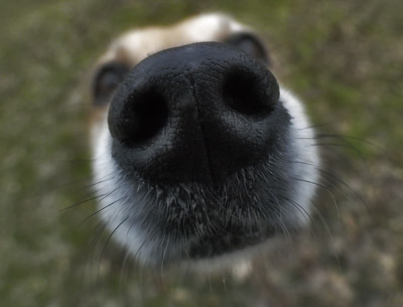Doggie Fun Fact - 10. Dogs' sense of smell is 10,000 times stronger than humans'.

#dogs #cats <a href="/STESA_org/">STESA.org</a> #service animals <a href="/STESAofNV/">STESA.org of NV</a> <a href="/STESAofCA/">STESA.org of CA</a>