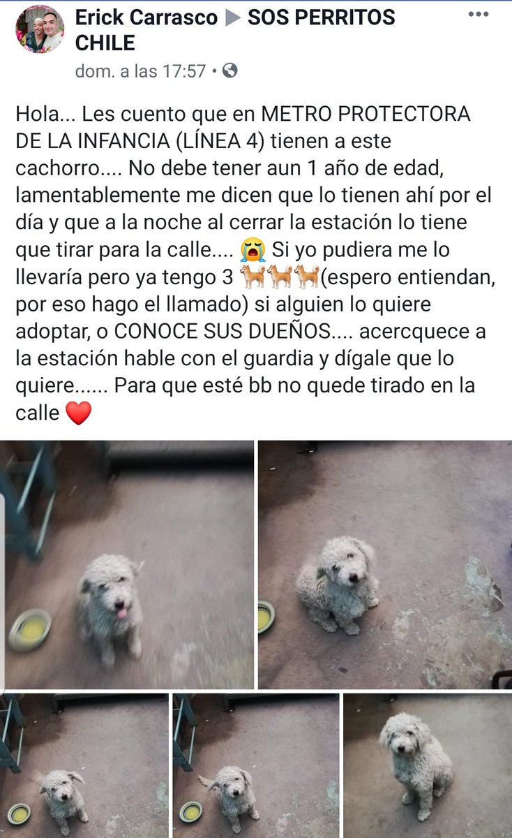 Busca hogar 😥 @adoptaxsiempre
@AdoptaAlelita @calleanimalcl
@SOSMascotasCL @perrodecallecl
@PerroSinHogar @amoresperrosch

m.facebook.com/groups/7271493…