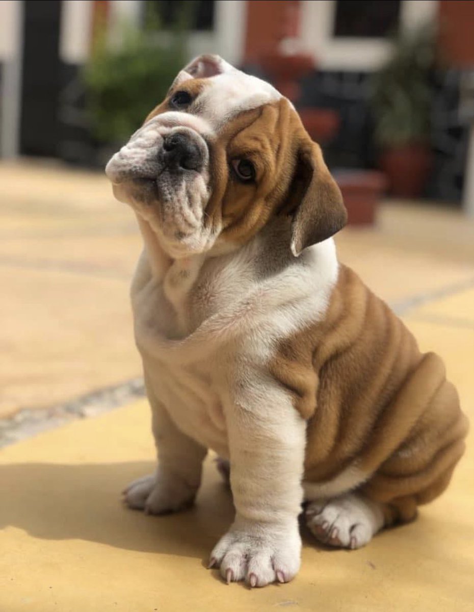 lic_ami's tweet photo. @CuentameloYaOf #DiaMundialDelPerro 
#MiPerroEnCuentamelo 

ROCKO 🐶🐶🐶 https://t.co/Dk8f6WjNpt