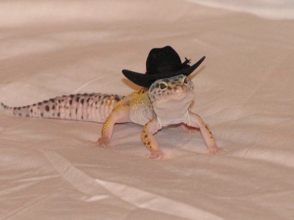 MizShalla's tweet photo. Ooooooo I just seriously deep cleaned this donated 20 gallon tank for Honey and I am so excited he is gon be so happy y’all #leopardgeckos #gecko #librarylizard https://t.co/XtAm14cSFN