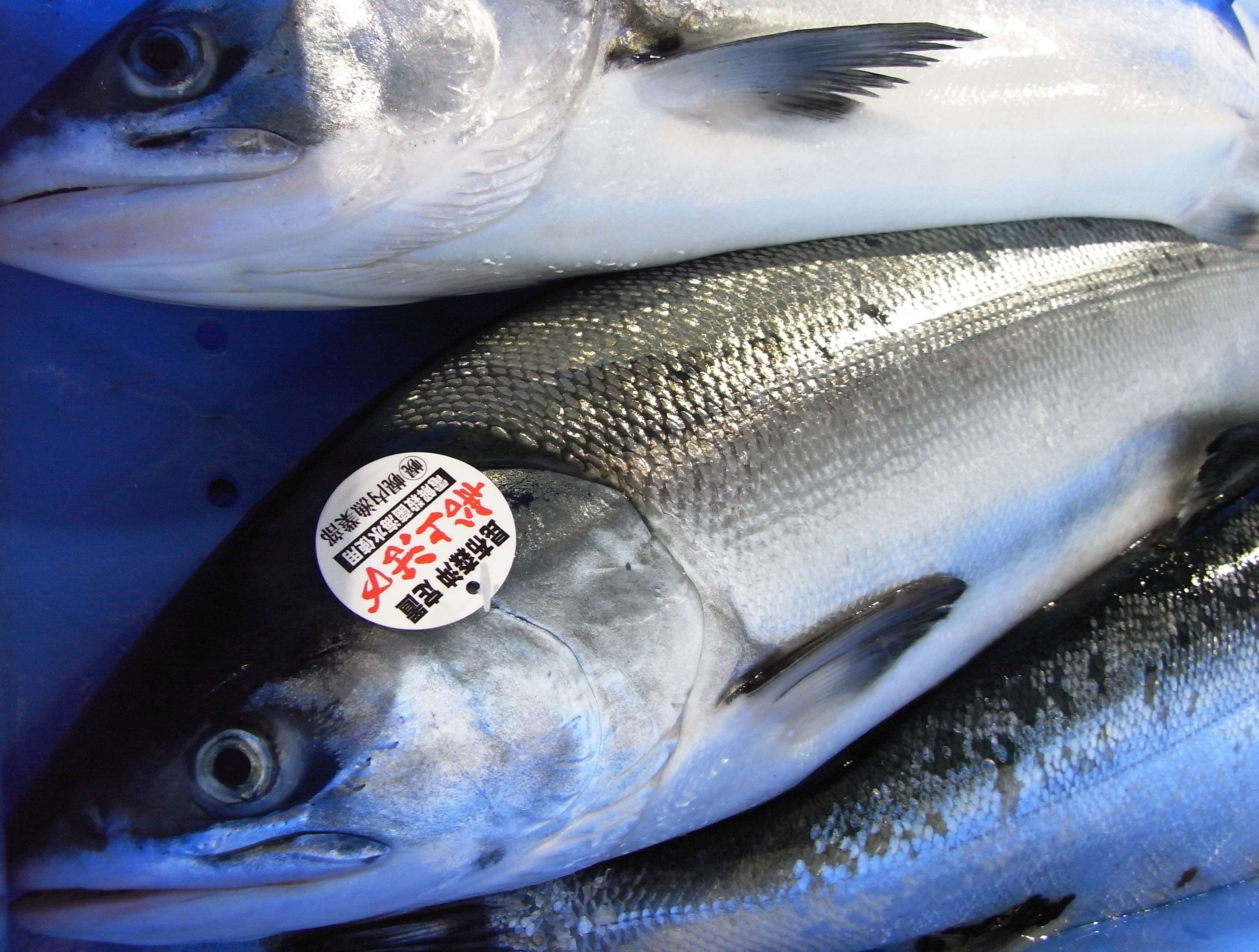 تويتر 北海道釧路町 على تويتر 昆布森産ときしらず 春から夏にかけて沿岸で漁獲された若い鮭です 名前の由来は 普通の鮭は秋に産まれた川へ戻ってくるところ ときしらずは春から初夏にかけて戻ってくることから 時を知らない鮭 という事で 時知不 とき