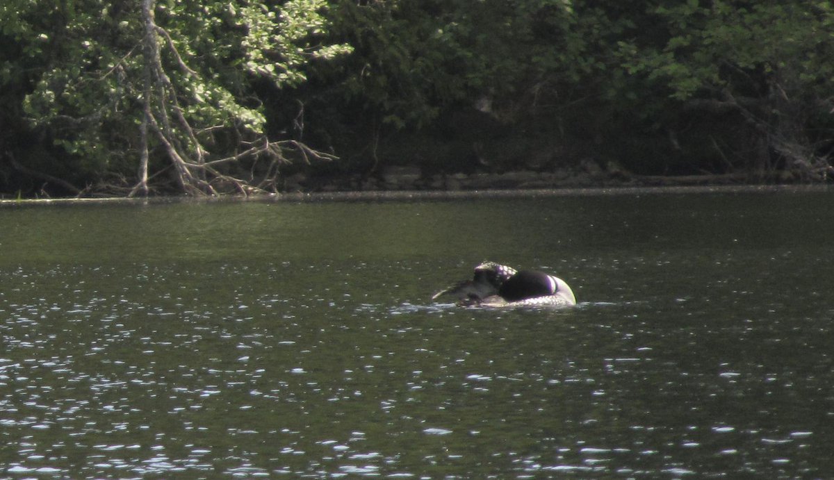 CuriousGull's tweet photo. Funny thing was...we didn't see a dang #loon on any of our assigned lakes but saw 4 on a lake we canoed through to get to our lake...#gofigure. #fieldwork #birdtwitter https://t.co/FfC5Bg6mqe