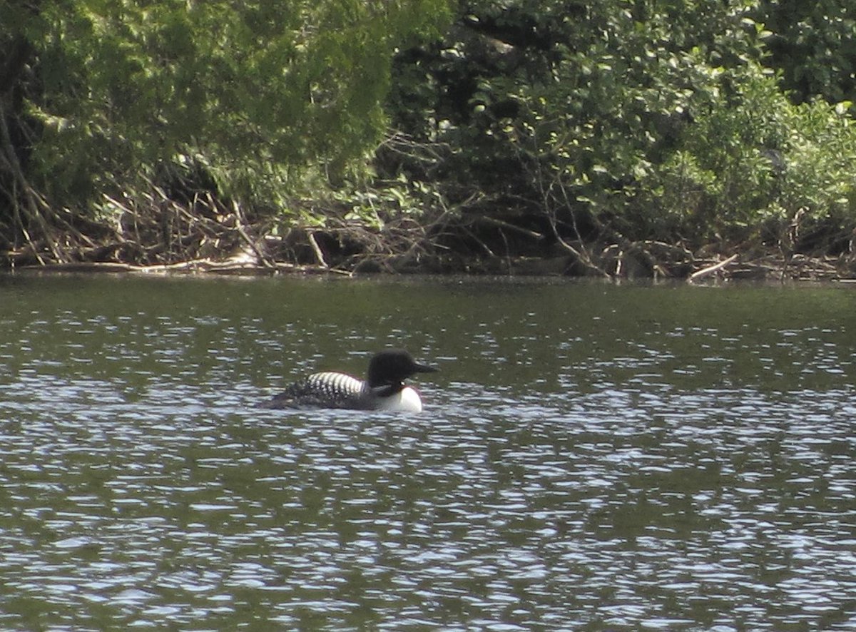CuriousGull's tweet photo. Funny thing was...we didn't see a dang #loon on any of our assigned lakes but saw 4 on a lake we canoed through to get to our lake...#gofigure. #fieldwork #birdtwitter https://t.co/FfC5Bg6mqe