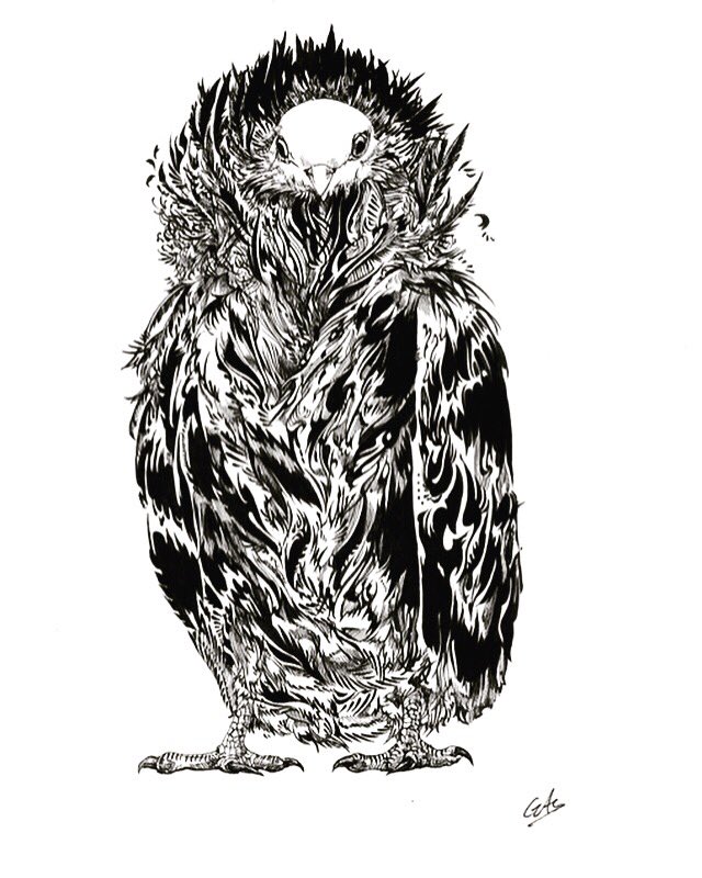 ジャコビンハトさん
鳥の無感情な表情が好きだけど、行動が感情だらけなところも好き。 