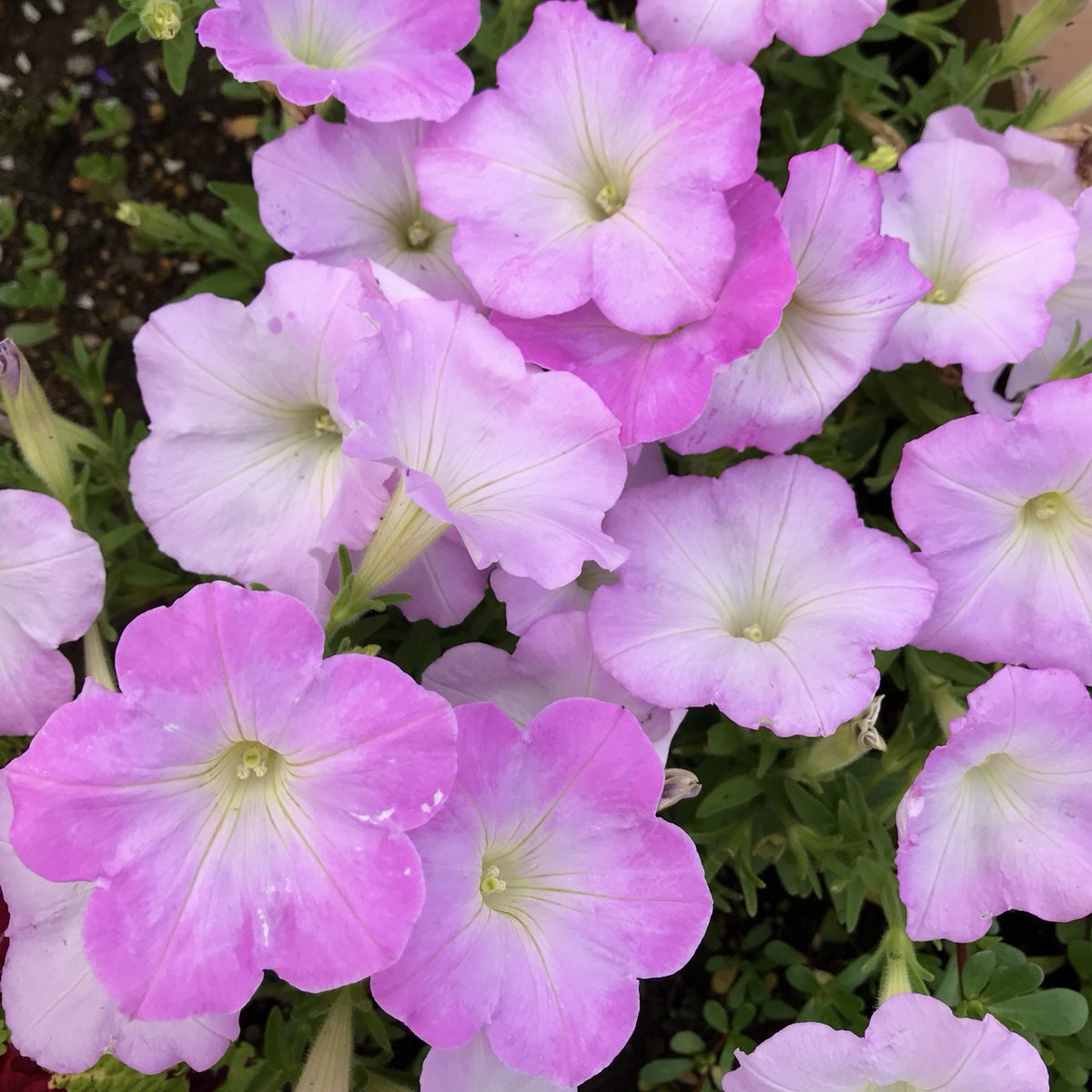 おはようございます🌼

今日も宜しくお願いします😃