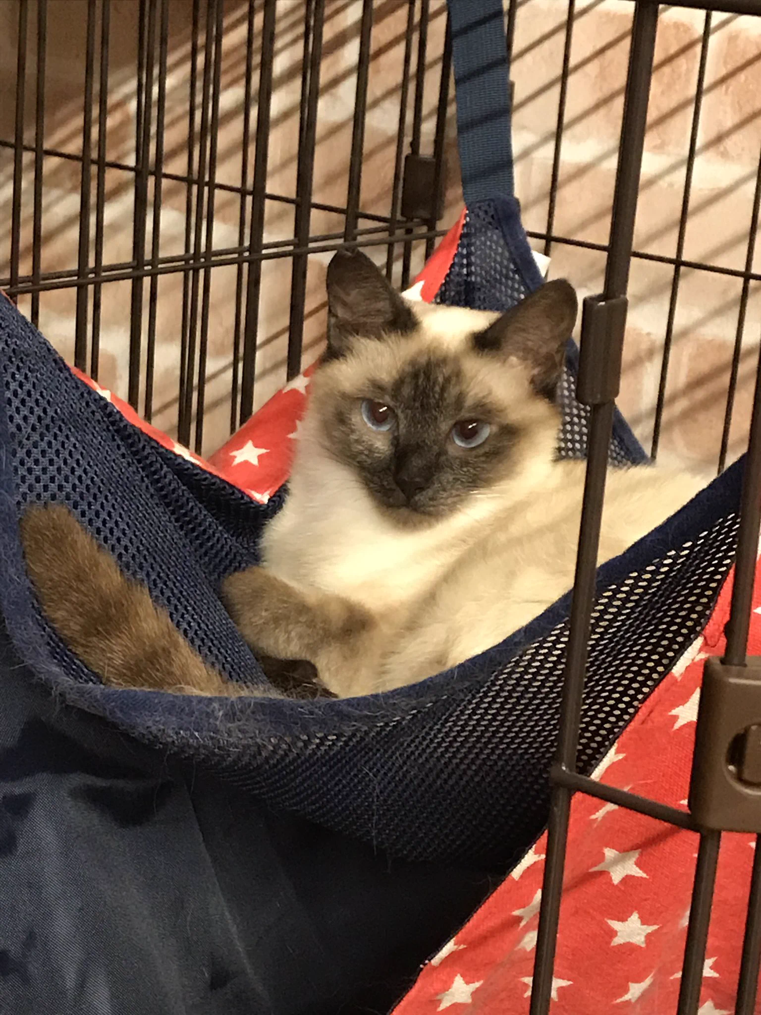 【保護猫カフェGOMA】が7月末をもって閉店・今居る12匹の猫達の里親さんを探しています。