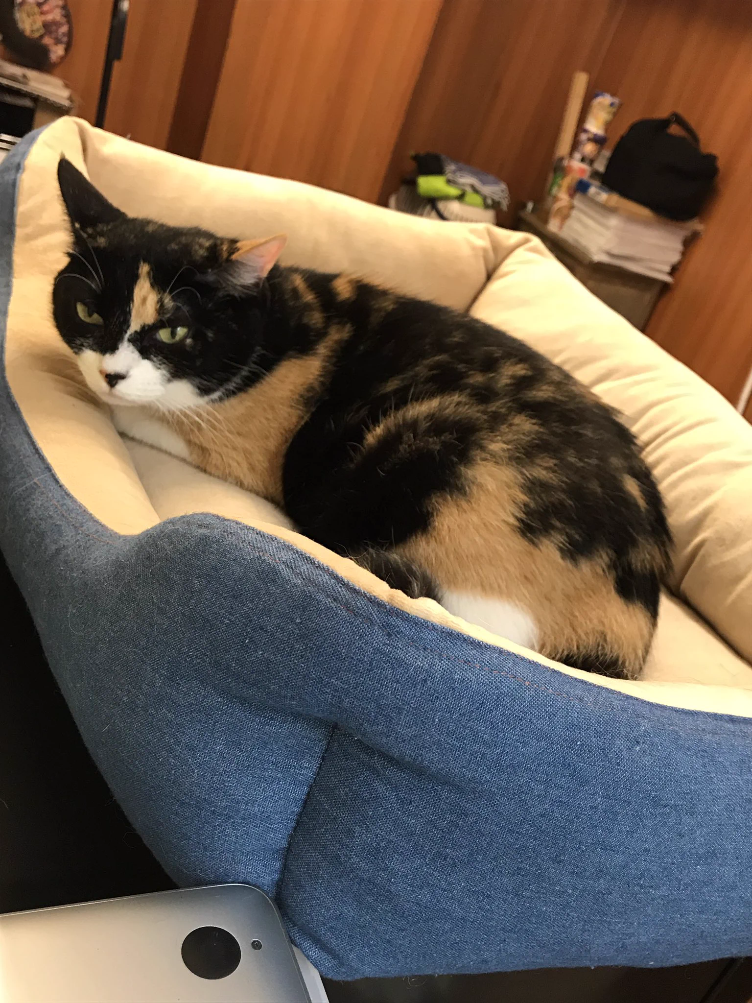 【保護猫カフェGOMA】が7月末をもって閉店・今居る12匹の猫達の里親さんを探しています。