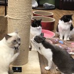 【保護猫カフェGOMA】が7月末をもって閉店・今居る12匹の猫達の里親さんを探しています。