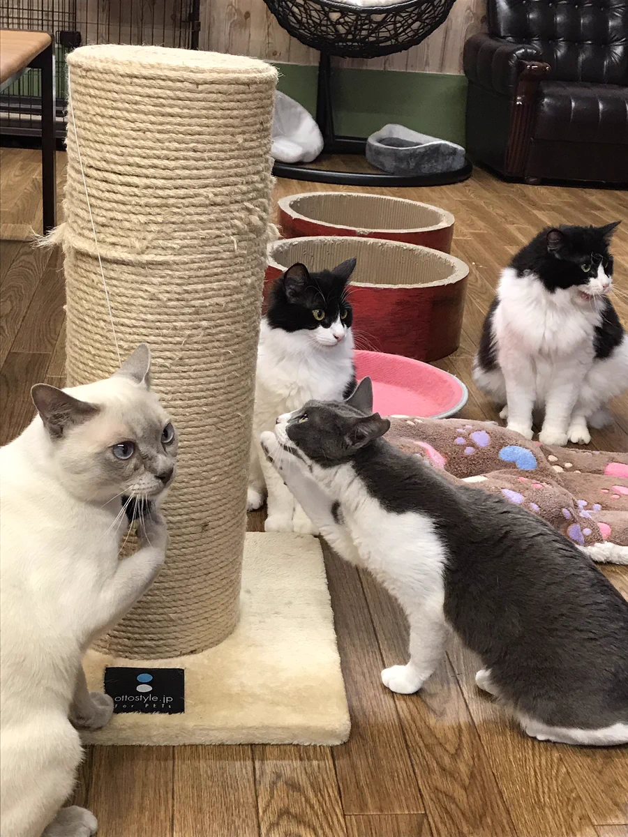 【保護猫カフェGOMA】が7月末をもって閉店・今居る12匹の猫達の里親さんを探しています。