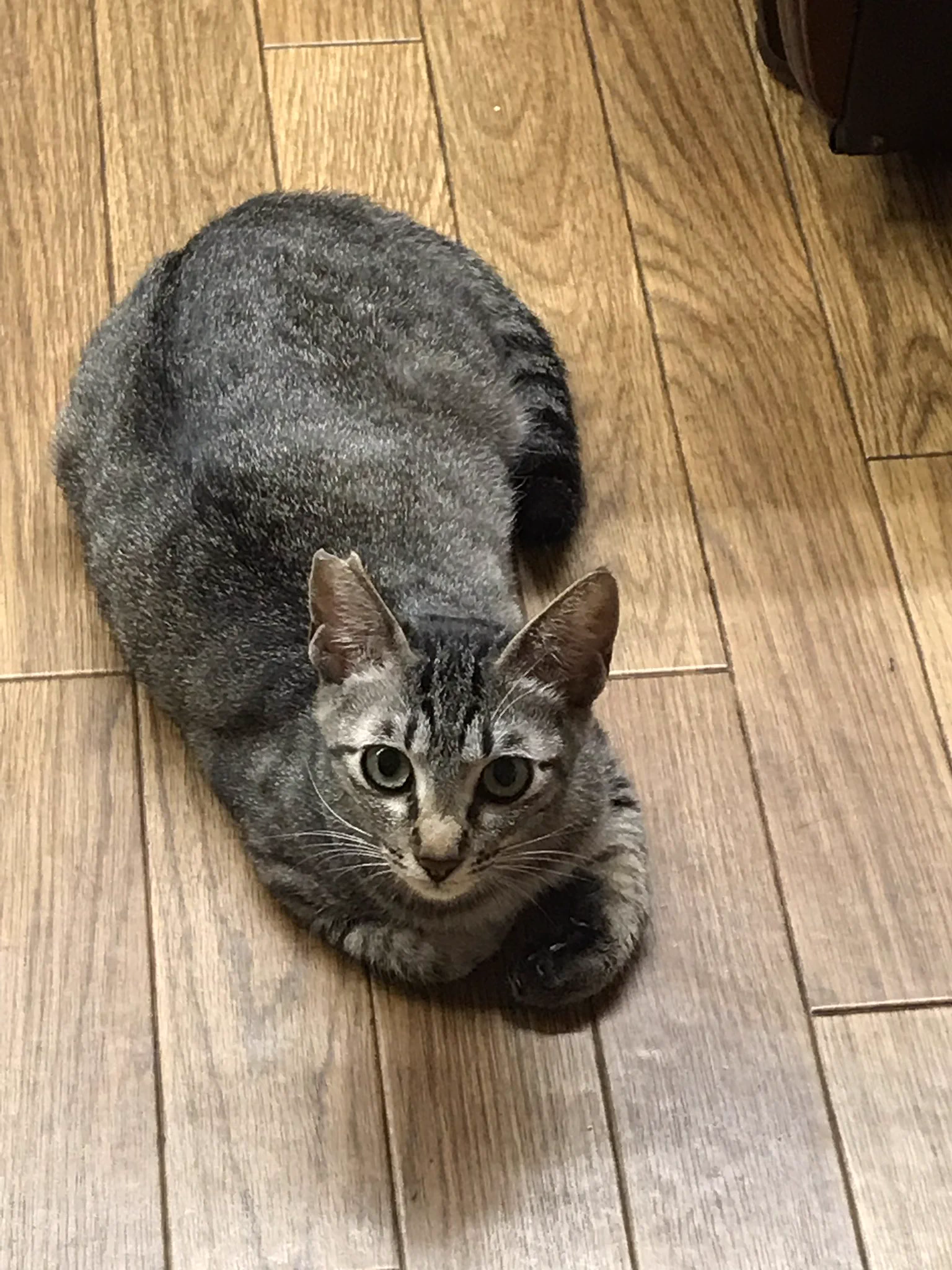 【保護猫カフェGOMA】が7月末をもって閉店・今居る12匹の猫達の里親さんを探しています。