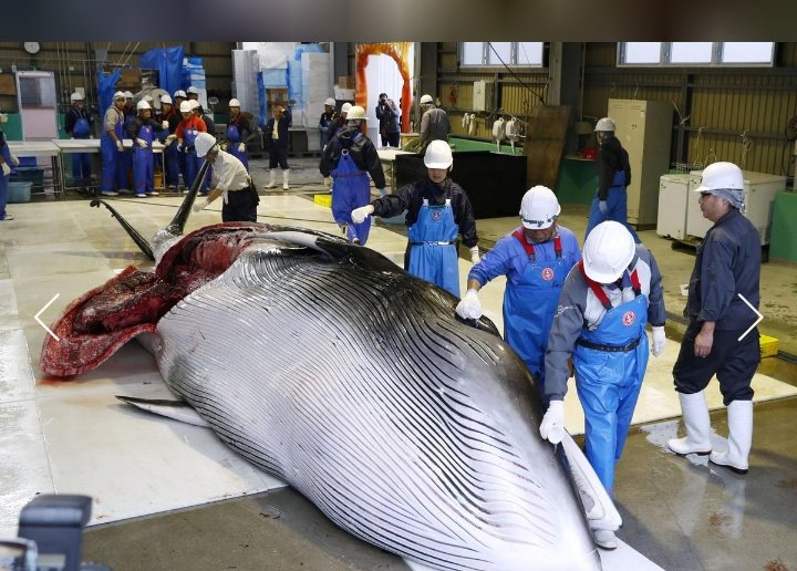 #Japan has killed its first #whale. The first of 227 this year. It took them 3 hrs to find and kill this minkie whale. His family had to watched on in horror as the explosive tipped harpoon tore into his body. Wrong, just wrong. RT if you are horrified