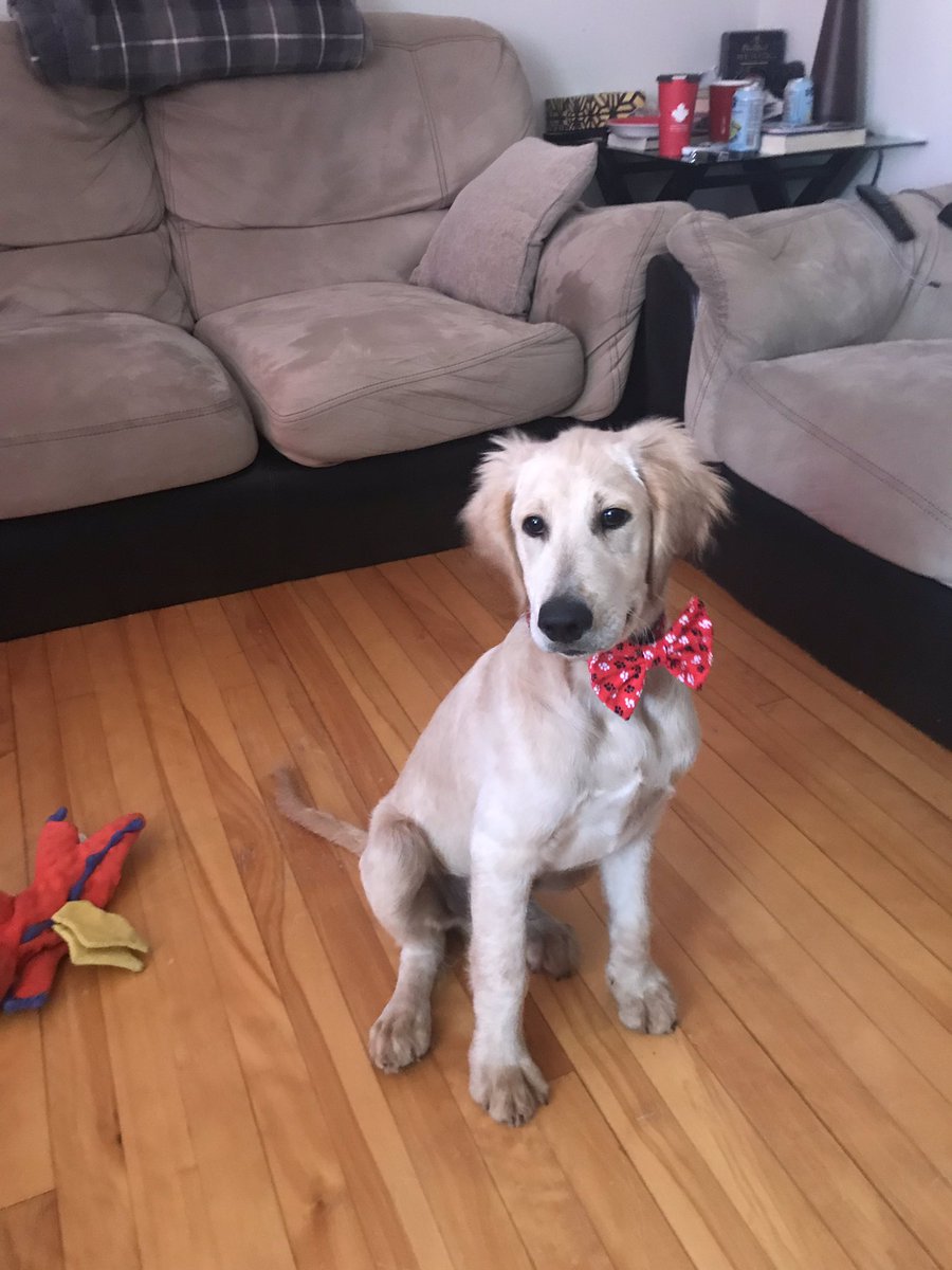 bcartwright789's tweet photo. #HappyCanadaDay #HappyCanadaDayWeekend #Puppy #PuppiesOfTwitter 🐶#FirstCanadaDay @Snakebite350 https://t.co/HHqxeFA4X7